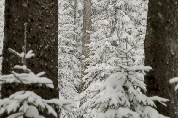 Winterlandschaft - Wood harvested at the right time - Thoma Wood100