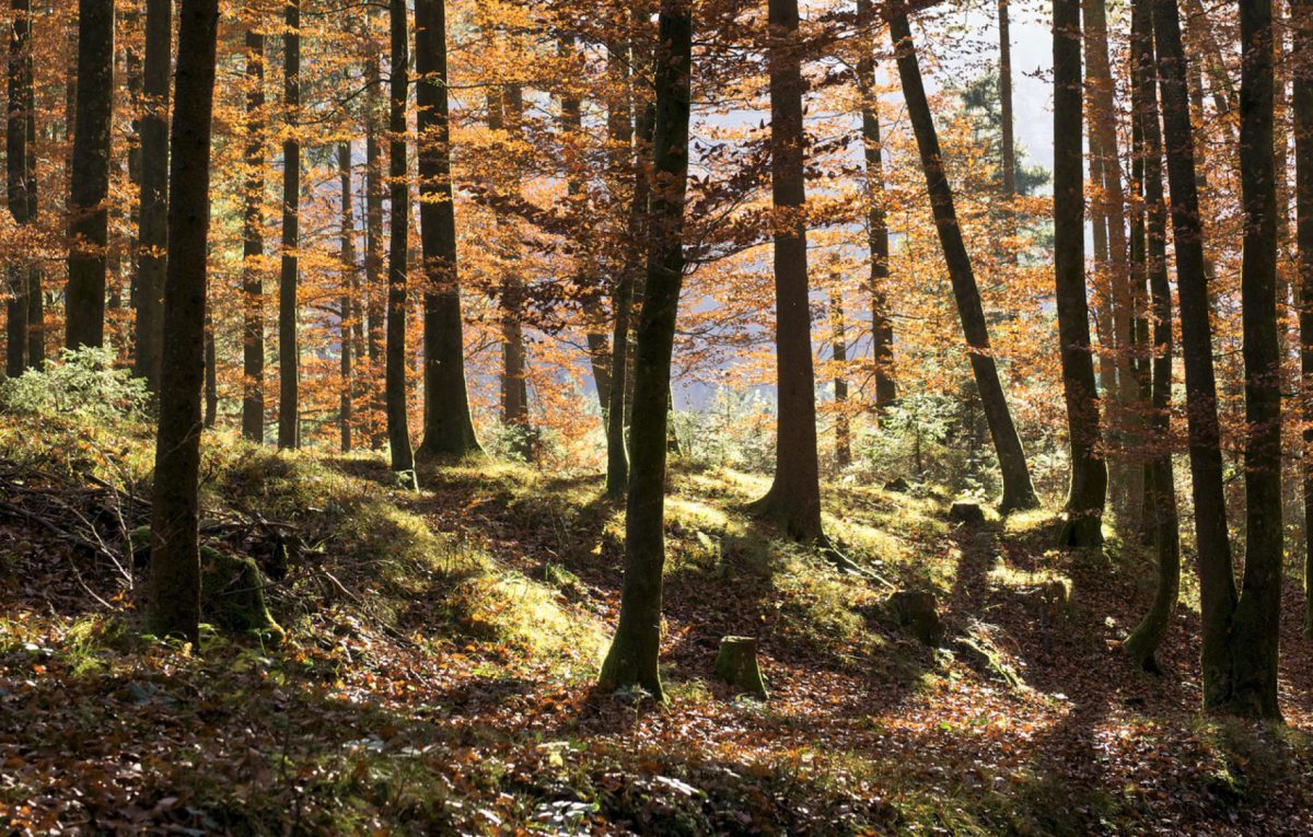 Bauen wie der Wald - alles bleibt wertvoll - Thoma Holz100