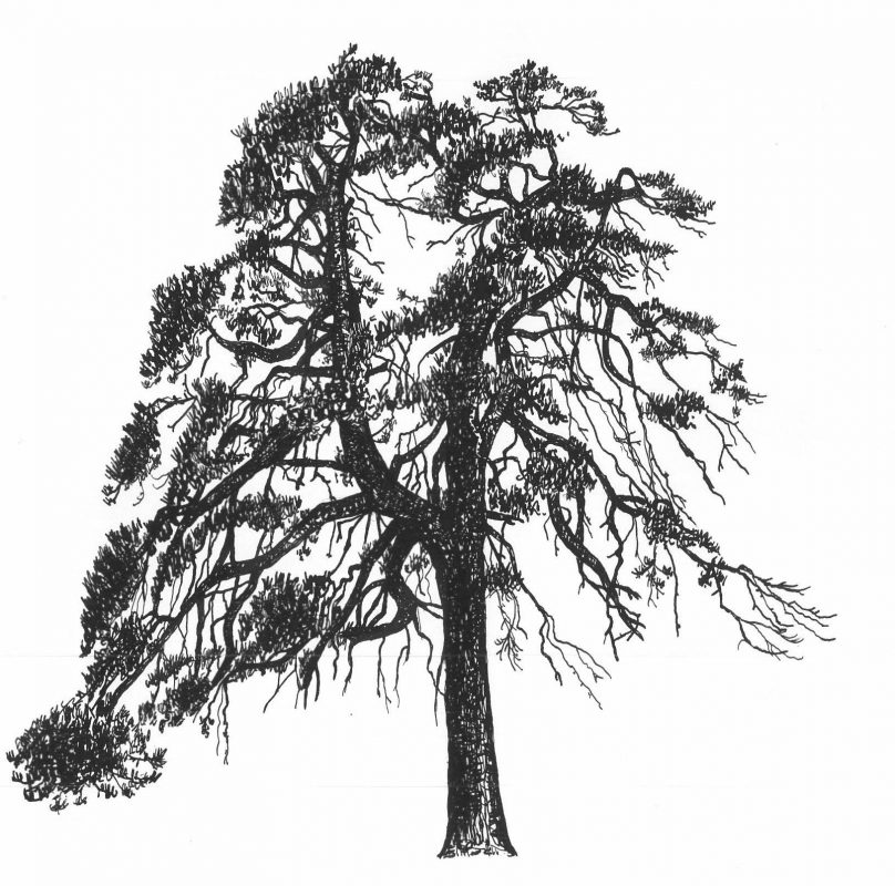 Die Kiefer - Thoma Holz100 