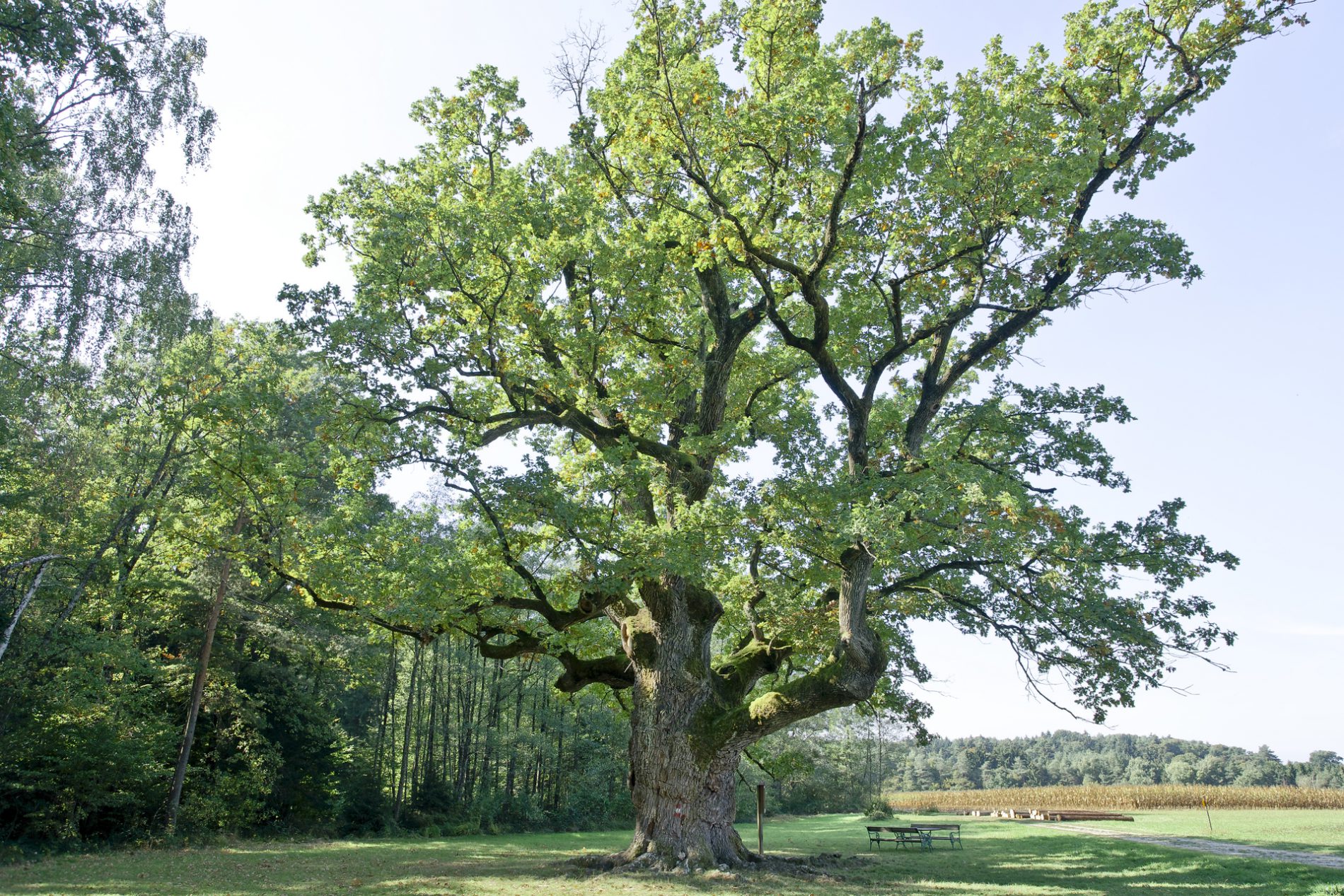 Die Eiche