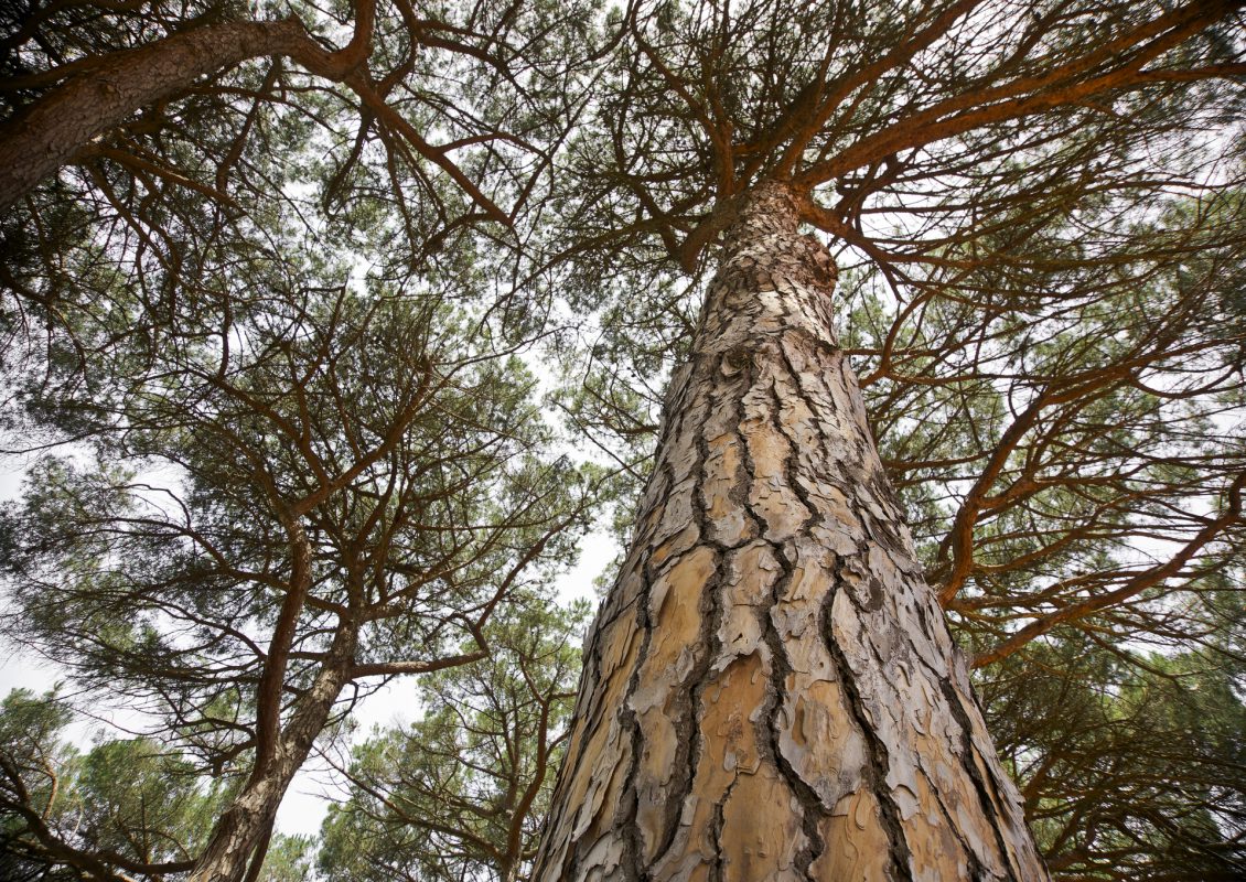 Die Kiefer - Thoma Holz100 