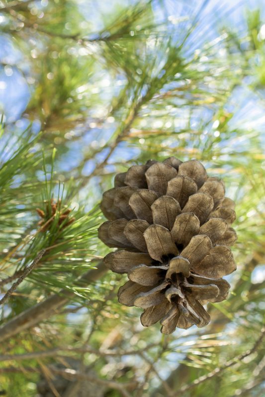 Die Kiefer - Thoma Holz100 