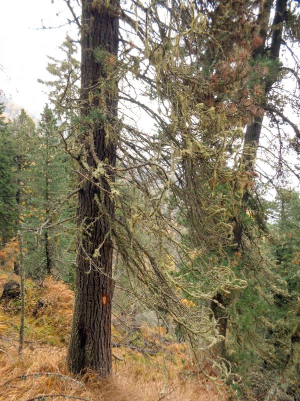 Die Zirbe - Thoma Holz100 