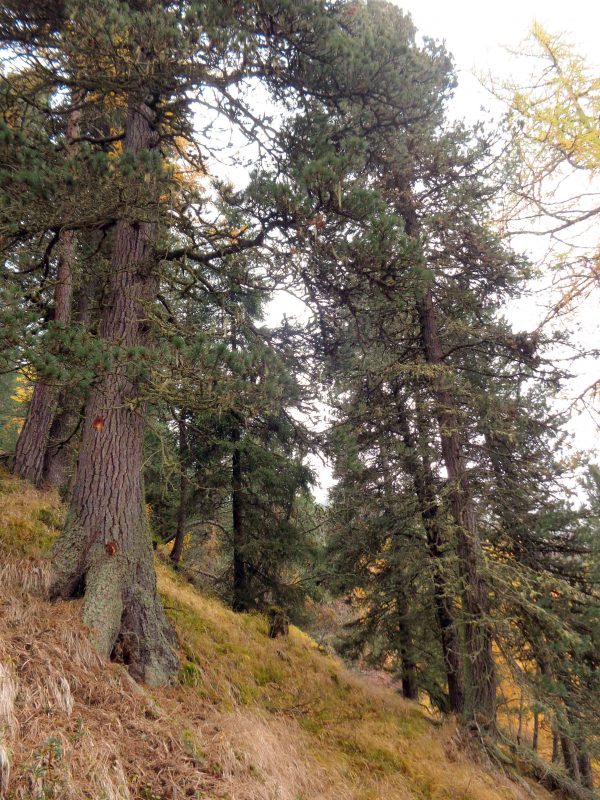 Die Zirbe - Thoma Holz100 