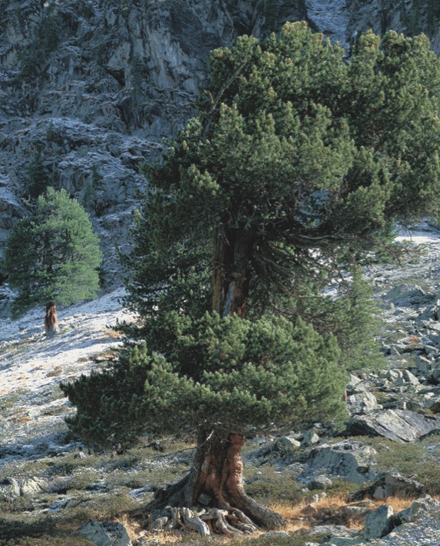 Die Zirbe - Thoma Holz100 