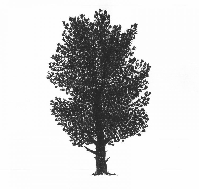 Die Zirbe - Thoma Holz100 