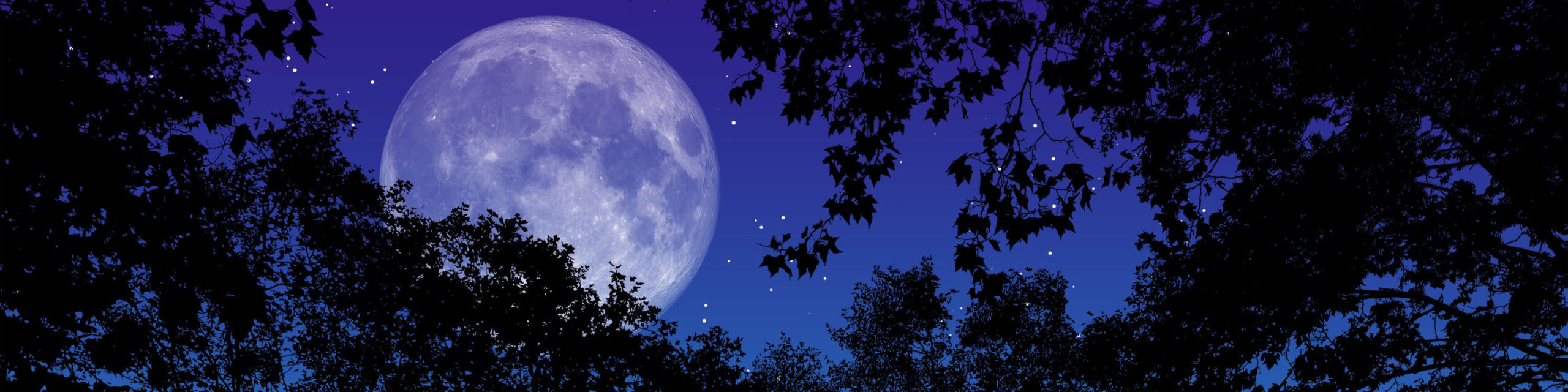 Warum Mondholz? - Thoma Holz100