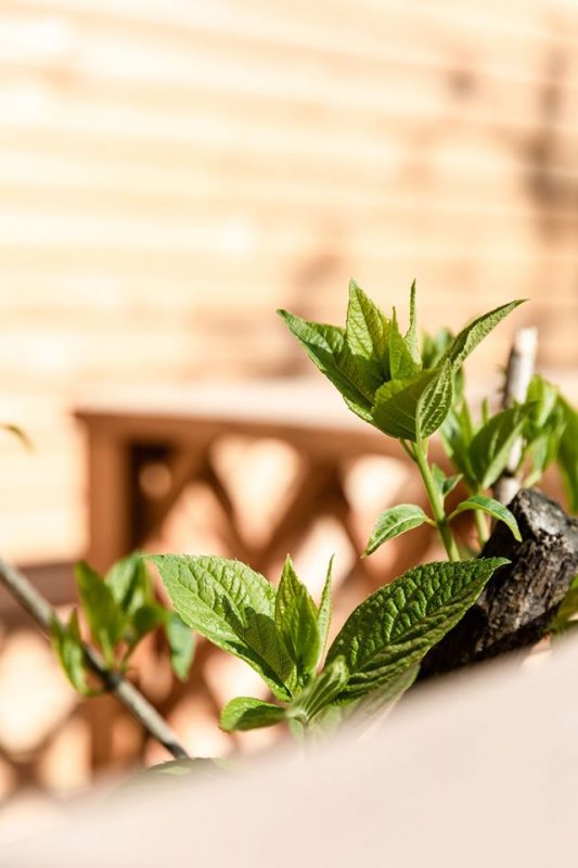 Holzoase - Thoma Holz100 