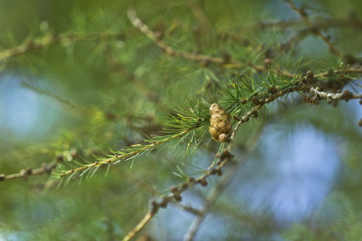 Vogel auf Baum - Aktuelles - Thoma Holz100