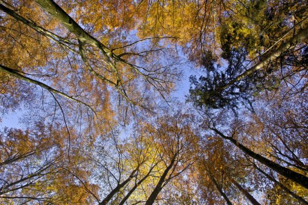 Оптимизация энергозатрат - Thoma