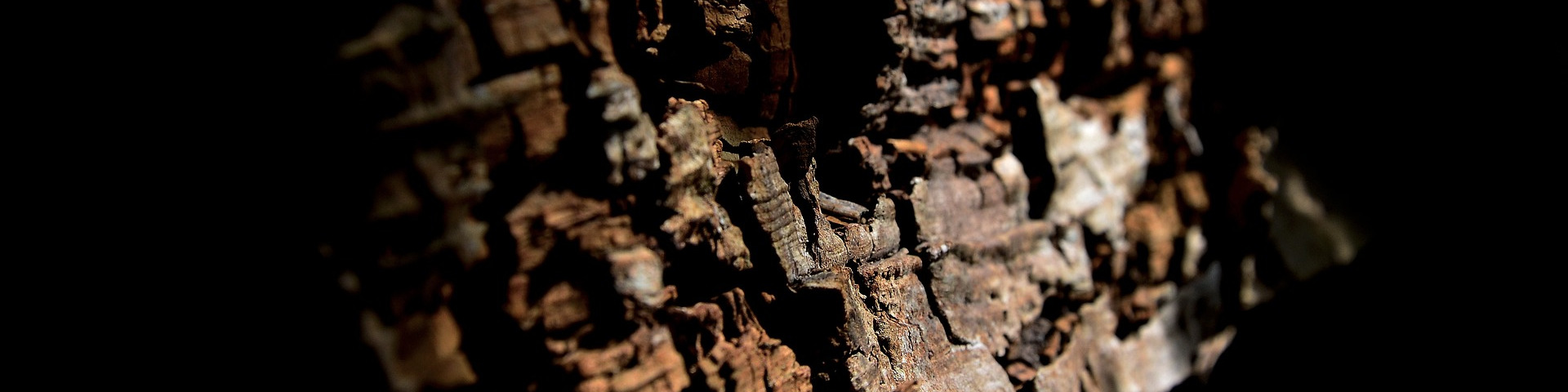 Mythen und Vorurteile im echten Holzbau - Thoma Holz100