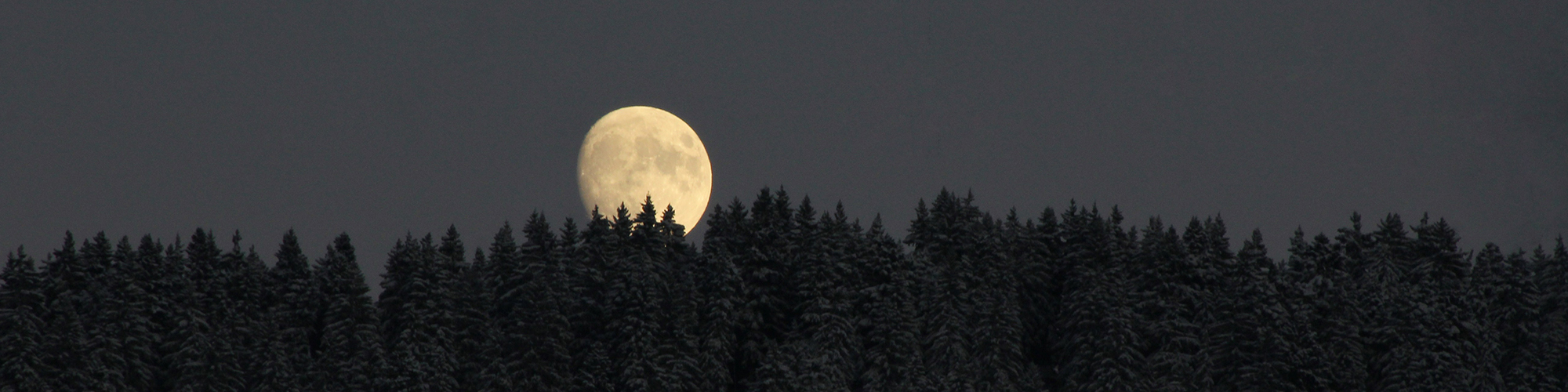 Bild eines hellen Vollmonds über einem dunklen Wald. Das Bild wird im Kontext von Mondholz der Firma Thoma verwendet. - Mondholz - Holz vom richtigen Zeitpunkt - Thoma Holz100